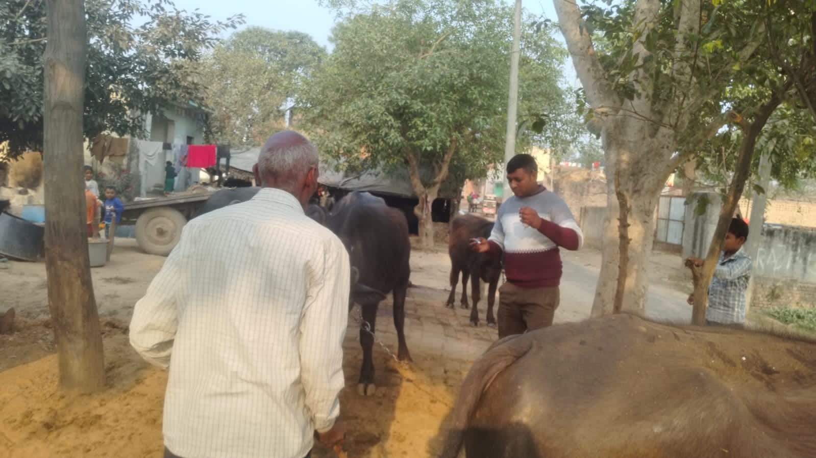 बुलंदशहर में खुरपका-मुँहपका का कहर, छह पशुओं की मौत, गांव में हड़कंप, टीकाकरण में जुटी विभागीय टीम