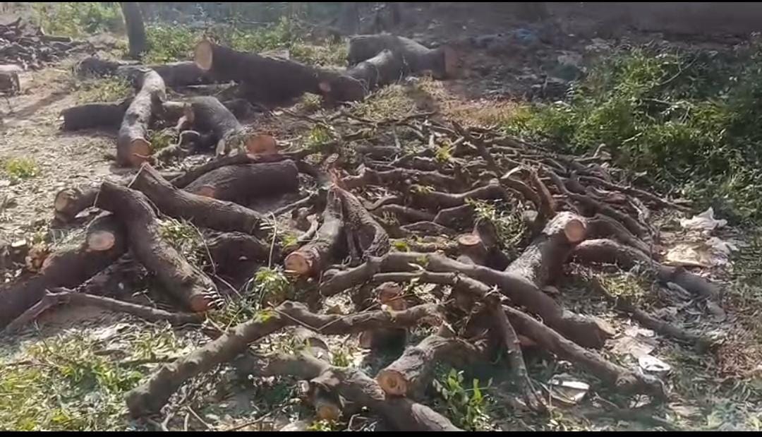 हरे नीम के पेड़ों की कटाई पर वन विभाग ने मारा छापा, माफिया रह गए खाली हाथ, ट्रैक्टर ट्रॉली छोड़कर फरार