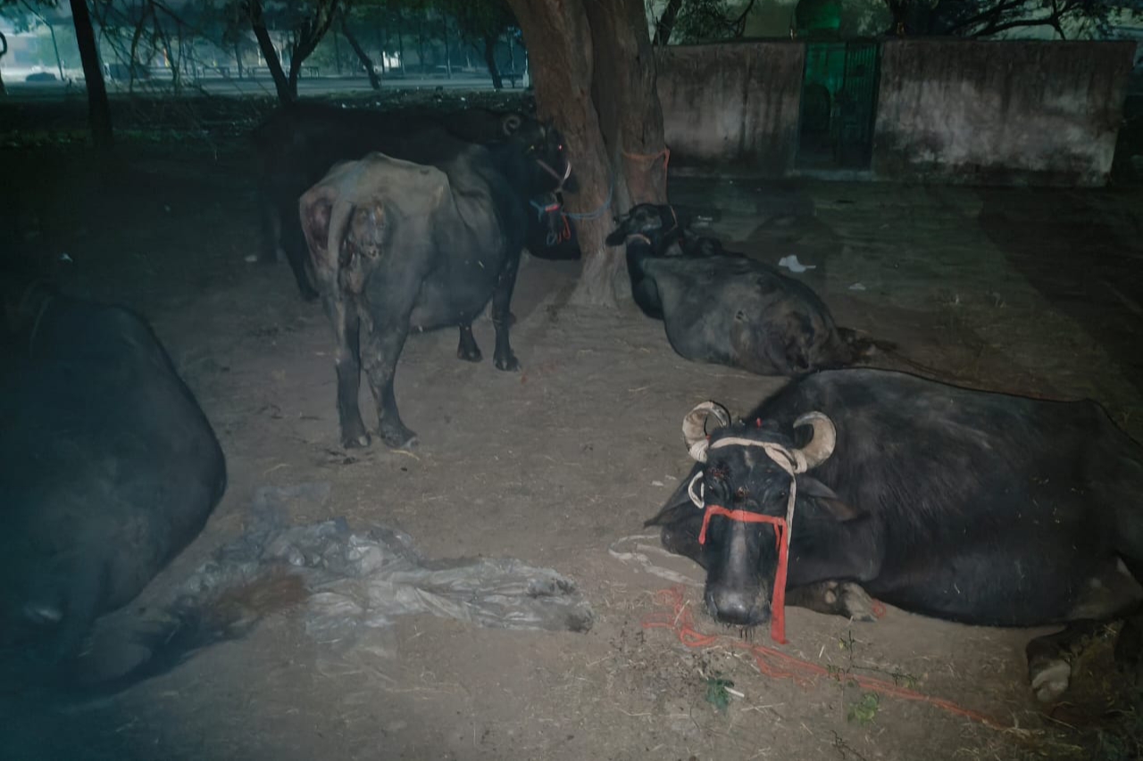 बुलंदशहर में पशु क्रूरता का मामला, पिकअप में अमानवीय तरीके ढोई जा रहीं भैंसें, घायल पशुओं ने खोली सच्चाई
