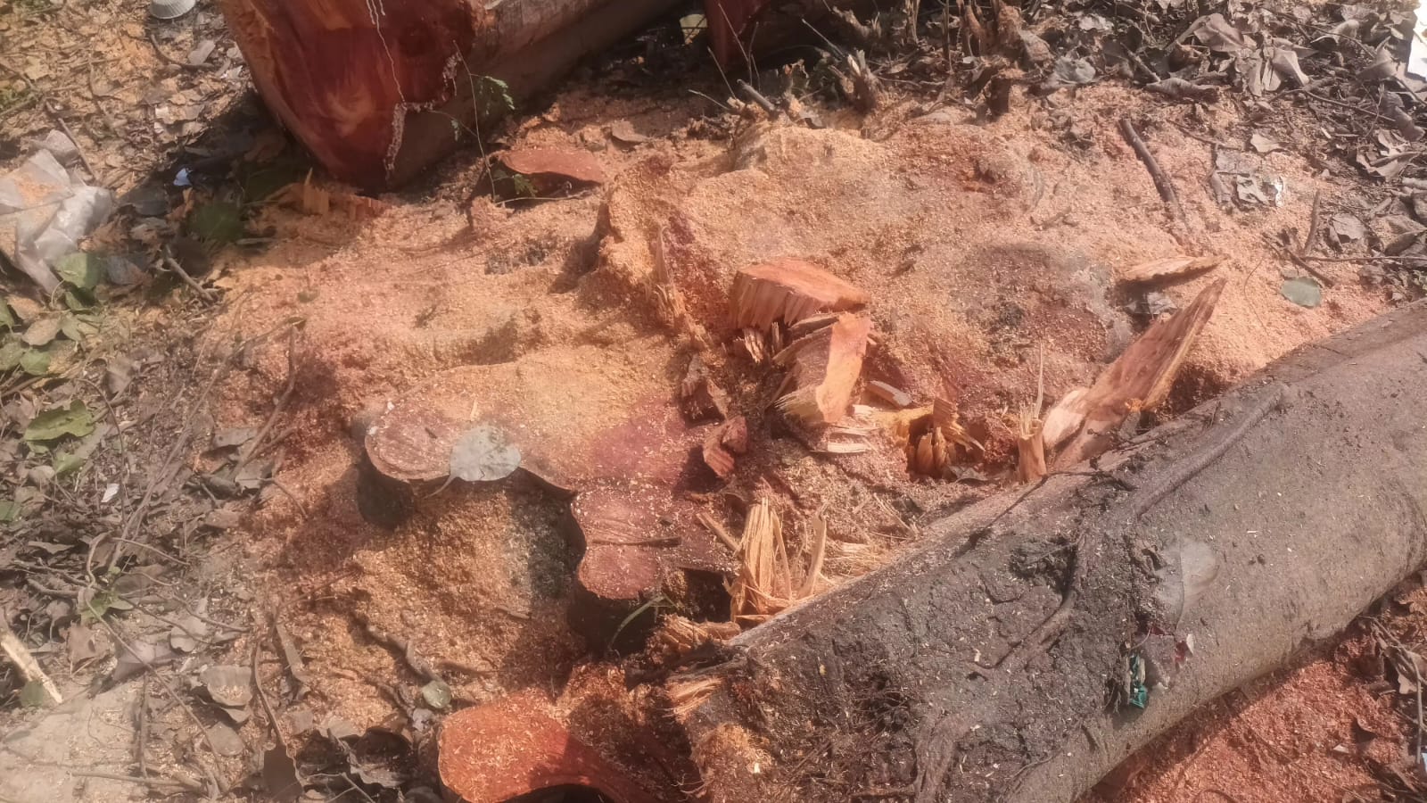 आखिर किसके सह पर काटे गए हरे-भरे पीपल के पेड़? वन विभाग और पुलिस पर मिलीभगत का आरोप, जानिए पूरा मामला