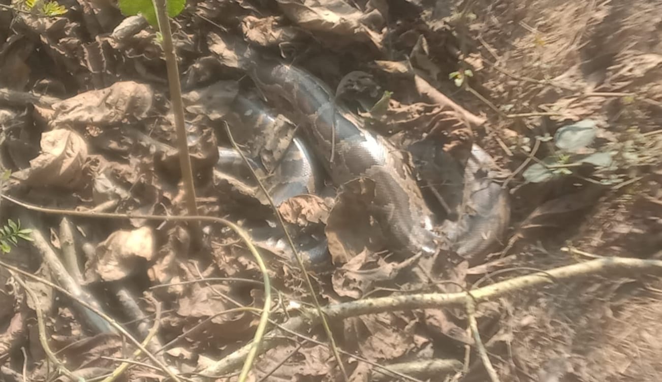 Maharajganj: रतनपुर गांव में फिर निकला विशालकाय अजगर, ग्रामीणों ने बहादुरी दिखाकर रोहिन नदी में छोड़ा