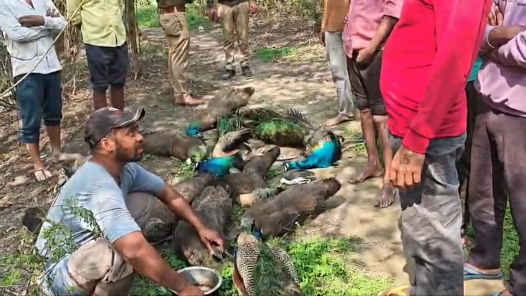 गाजियाबाद से सामने आई डरावनी तस्वीर, एक साथ कई मोरों के शव मिलने से हड़कंप, जहर या साजिश?
