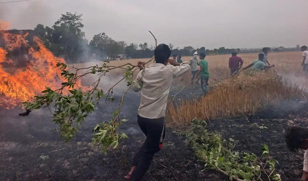 पनियरा में भीषण अग्निकांड, 12 एकड़ गेहूं की फसल जलकर खाक, फायर ब्रिगेड की देरी पर भड़के ग्रामीण