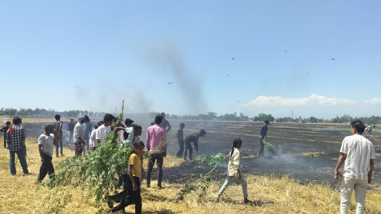 भीषण आग से किसानों पर कहर, सोनौली में ढाई एकड़ गेहूं की फसल जलकर राख, सब्जी की खेती भी प्रभावित