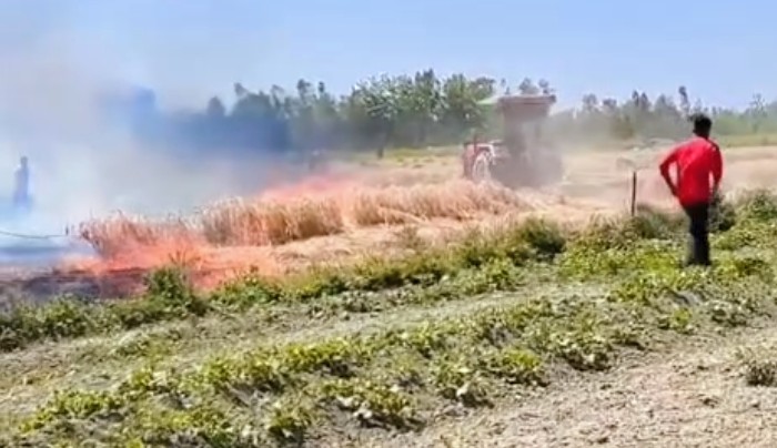 नरई से उठी आग ने मचाई तबाही, रामपुर में 40 बीघा गेहूं की फसल जलकर राख, किसानों को भारी नुकसान